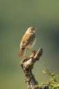 Rattling cisticola on stump with bokeh background