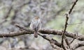 Rattling Cisticola & x28;Cisticola chiniana& x29; Perched on a Branch