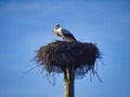 Rattling stork in its nest against a blue sky