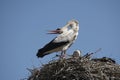 Rattling stork on its nest on a blue sky