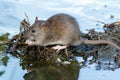 Rattus norvegicus, Brown Rat Royalty Free Stock Photo