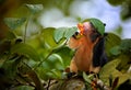 Ratufa macroura sitting on branch