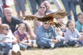 Ratzeburg, Germany, July, 31, 2022: Harris`s hawk Parabuteo unicinctus in flight in front of the audience at a falconry event,