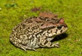 Raucous Toad (Sclerophrys capensis), also known as a Ranger\'s toad Royalty Free Stock Photo