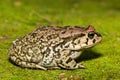 Raucous Toad (Sclerophrys capensis), also known as a Ranger\'s toad Royalty Free Stock Photo