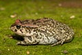 Raucous Toad (Sclerophrys capensis), also known as a Ranger\'s toad Royalty Free Stock Photo