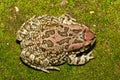 Raucous Toad (Sclerophrys capensis), also known as a Ranger\'s toad Royalty Free Stock Photo