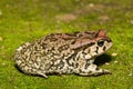 Raucous Toad (Sclerophrys capensis), also known as a Ranger\'s toad Royalty Free Stock Photo