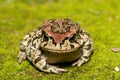 Raucous Toad (Sclerophrys capensis), also known as a Ranger\'s toad Royalty Free Stock Photo