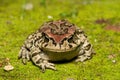Raucous Toad (Sclerophrys capensis), also known as a Ranger\'s toad Royalty Free Stock Photo