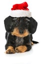 Lovely dachshund with santa hat Royalty Free Stock Photo