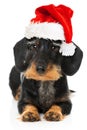 Lovely dachshund with santa hat