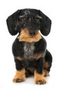 Lovely dachshund on white background