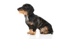 Lovely dachshund on white background