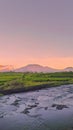 Raung mountain and rice fields in the afternoon Royalty Free Stock Photo