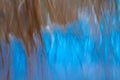 Raupo or bulrush growing in swampy lake edge Royalty Free Stock Photo