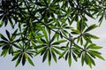 Quinine tree leaves, Rauvolfia caffra