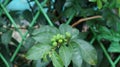 Rauvolfia plant