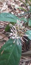 Rauvolfia serpentina flower in garden