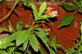 Rauvolfia serpentina,Indian snakeroot, Devil pepper Royalty Free Stock Photo