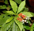 Rauvolfia serpentina,Indian snakeroot, Devil pepper Royalty Free Stock Photo