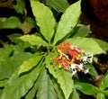 Rauvolfia serpentina,Indian snakeroot, Devil pepper