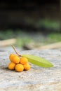 Rauwenhoffia siamensis Scheff fruit