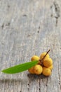 Rauwenhoffia siamensis Scheff fruit on wood