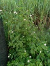 Rauwolfia serpentina/Sarpgandha : a medicinal plant