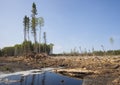 Ravaged forest in Canada