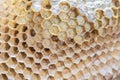 Larvae in the nest of hornets Royalty Free Stock Photo