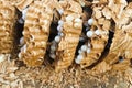 ravaged nest of hornets, honeycombs and larvae of hornets wasps Royalty Free Stock Photo