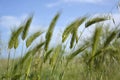 Ravda Bulgaria. May 29 2014. Green wheat spikes on blue sky background. Future harvest in sunlight Royalty Free Stock Photo