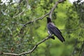 Crow on birch tree branch Royalty Free Stock Photo