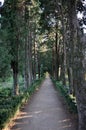 Ravello - Vialetto alberato nei giardini di Villa Cimbrone