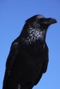 Raven Royalty Free Stock Photo