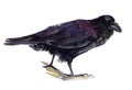 Raven Royalty Free Stock Photo