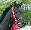 Raven akhal-teke stallion Burkhan-Pasha Royalty Free Stock Photo