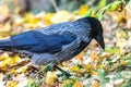 Raven in an autumn park looking for food Royalty Free Stock Photo