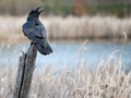 Raven from behind Royalty Free Stock Photo