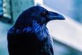 Raven bird with black plumage at a close up Royalty Free Stock Photo