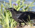 Raven bird Stock Photos. Raven bird close-up profile view. Raven bird flowers and foliage background