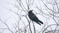 Raven bird corbie sitting on a branch of strong wind, dry tree