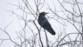 Raven bird corbie sitting on a branch of a strong wind, dry tree