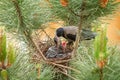 Raven bird feeding nestlings Royalty Free Stock Photo