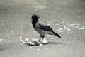 Raven bird with food
