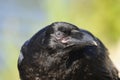 Raven bird Stock Photos. Raven bird head close-up profile view with bokeh background