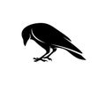 Raven bird logo vector template, Black silhouette of a crow on an isolated background Royalty Free Stock Photo