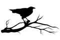 Raven bird silhouette Royalty Free Stock Photo
