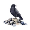 Raven bird sitting on rocks. Watercolor illustration. Hand drawn corvus single element. Realistic black crow wildlife Royalty Free Stock Photo